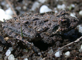 Eastern Cricket Frog